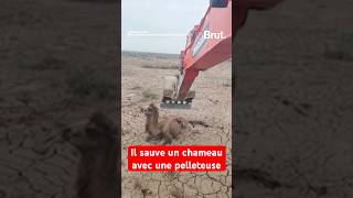 Il sauve un chameau pris au piège grâce à une pelleteuse