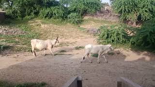 #wildlife #cow desert white cows