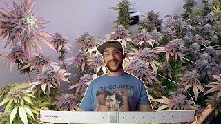 GROWING PURPLE WEED IN A CLOSET. ORGANIC FLOWER GARDENS