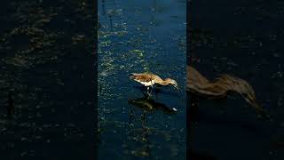 Birds #fish #heron in the water #shorts