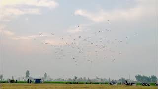 pigeon flight