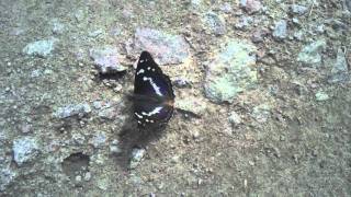 Purple Emperor, Fermyn Woods, Northants