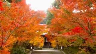 Voyage of the Soul -【京都市/ Kyoto Autumn color】