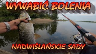 WYWABIĆ BOLENIA / NADWIŚLAŃSKIE SADY