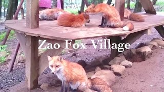 Zao Fox Village - Let's cuddle a fluffy fox!