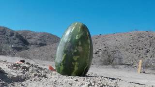 Watermelon Vs. .460 Smith and Wesson 5 Shooter