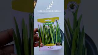 Growing chives from #seeds #gardening #southafrica #shorts #gardenshorts #viral #chives #herbs #1k