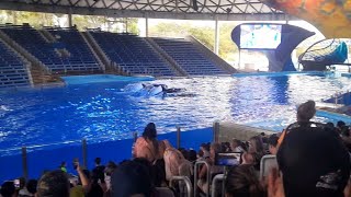 The Hunt Orca Encounter SeaWorld San Antonio 8/22/23