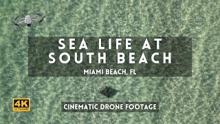 Sea Life at South Beach [Miami Beach Cinematic Drone footage in 4k]