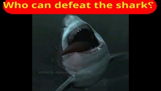 There is only one creature that can defeat the shark, so what is it?