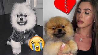 Goodbye Teddy.. RIP ( Diana's dog passed away)