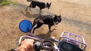 Australia | CRAZY DOGS | Daily Vlog 191# | ByIri.