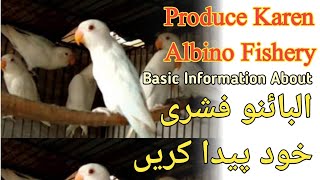 How to produce Albino Fischer | البینو فشری کیسے بنائیں