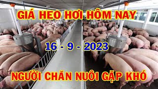 Giá Heo Hơi Hôm Nay 16 9 2023 Người Chăn Nuôi Đứng Ngồi Không Yên | #NóngPlus