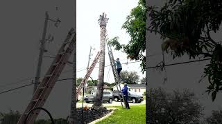 Jaw-Dropping Feat: 73-Year-Old Takes On 23-Foot Queen Palm Tree With Chainsaw Climb #shortsvideo