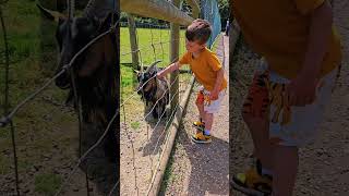 Knockhatch animals farm #fun #animals #kidsfun