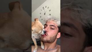 Dog kissing challenge 😫🤯!#challenge #viralshorts #shorts