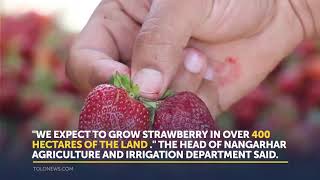 Significant Increase in Nangarhar's Strawberry Yield