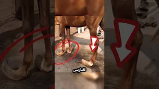 لماذا تكبر حوافر الخيول المنزلية عكس الخيول البرية #shortvideo