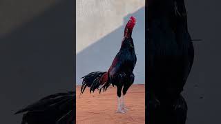 Ha koi moqabla❤️‍🔥👿#rooster #roosterchicken #viwes #birds #pigeonbaz #pigeon #birdspecies #kabootar