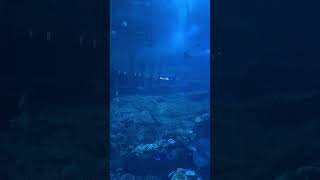 DUBAI MALL  AQUARIUM