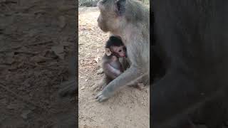 Mom monkey find food in soil #monkeyaction #monkey #monkeyliving