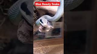 Discovering the Beautiful Blue Beauty Snakes at the Snake Farm