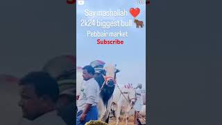 mashallah 2k24 qurbani biggest bull 🐂 #viralvideo #uniquecollection