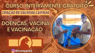 Curso INTEIRAMENTE GRATUITO Criação de Galinhas Caipira: DOENÇAS, VACINA E VACINAÇÃO!