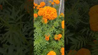 Marigold flowers in my garden#bengalivlog #dailyvlog