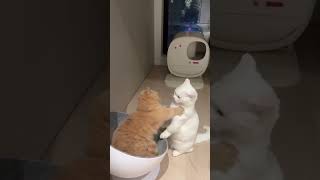 Funny Cats Compilation #shorts #cat