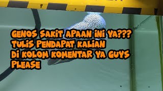 Ikan Louhan Tidak mau Makan ... | Genos Sakit Cuy Part 1