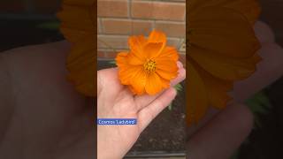 The first orange Cosmos bloom is looking beautiful just after the rain