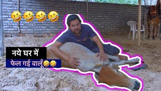 नये घर में फेल गई वालूँ🤣🤣🤣#baawalechorevlogs #dailyvlog #desicow #baawalechorecows