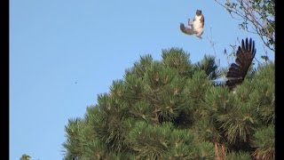 Hawk tries to catch a squirrel