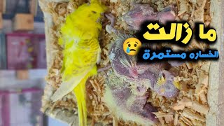 متابعة غرفة الطيور | والخساير لا تتوقف 🥲