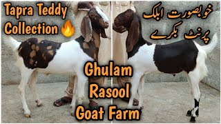 Colour full Tapra Collection. Ghulam Rasool Goat Farm. Gulabi orangi lalukhet Mandi liyari malir.