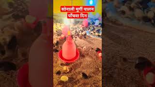 सोनाली मुर्गी पालन का पाँचवा दिन #sonalimurgipalan #desipoultryfarming #sonalimurgi