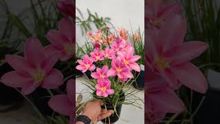 Multiplying Rain lilies #shorts #adipurush #ramayan #ram #flowers #shortsvideo #shortvideo