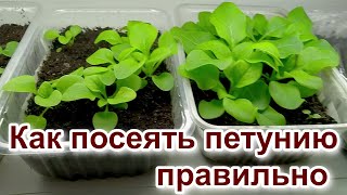 Сеем петунию правильно. И результат будет шикарный!