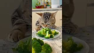 القط محافظ علي صحتة #funny #funnyvideo #health #cat #cats #amazing #fitness #shorts #shortsvideo