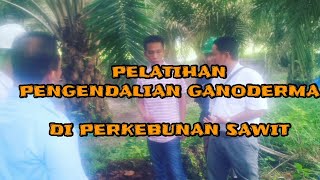 PELATIHAN PENGENDALIAN GANODERMA PADA LAHAN KELAPA SAWIT