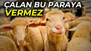 2024 GÜNCEL KURBANLIK FİYATLARI | YOK BÖYLE BİR PAZAR