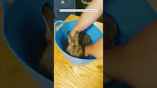 This family adopted an adorable little bunny from their backyard #shortvideo  #animals