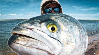 BIG BLUEFISH ARE HERE!