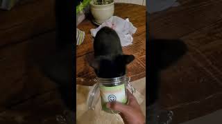 This Cat Is ADDICTED To Catnip 🙀 Funny Cat Video 😂 - Try Not To Laugh