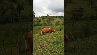 Is it better to have cows graze in a free range setting or to have them tethered? #farming #cows