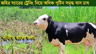 বেশি দুধ পেতে ও গাভীকে সুস্থ্য রাখতে অদিক পুটিন সমৃদ্ধ ঘাস খাওয়ান dairy farm