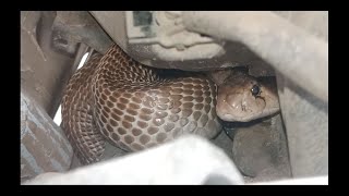 Spectacled Cobra Inside The Car Engine.