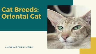 Oriental Slides - Cat Breeds